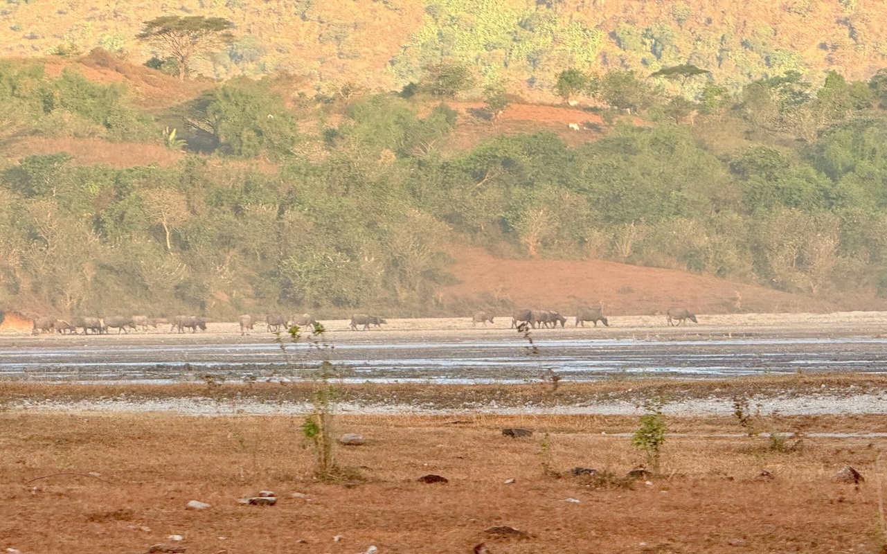 des buffles au fond qui brouttent