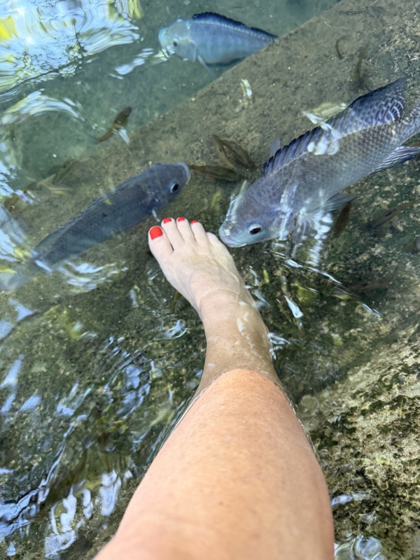 Fish spa