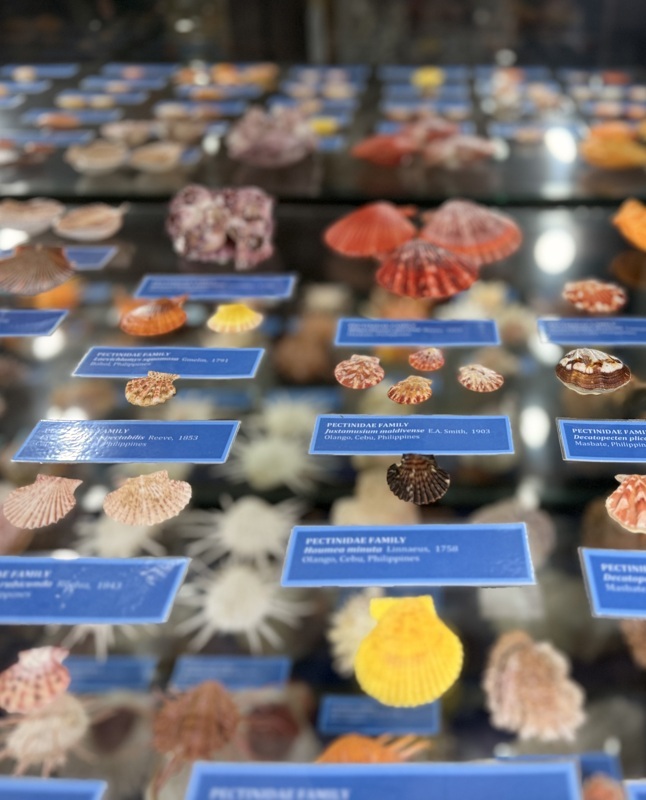 Musée du coquillage