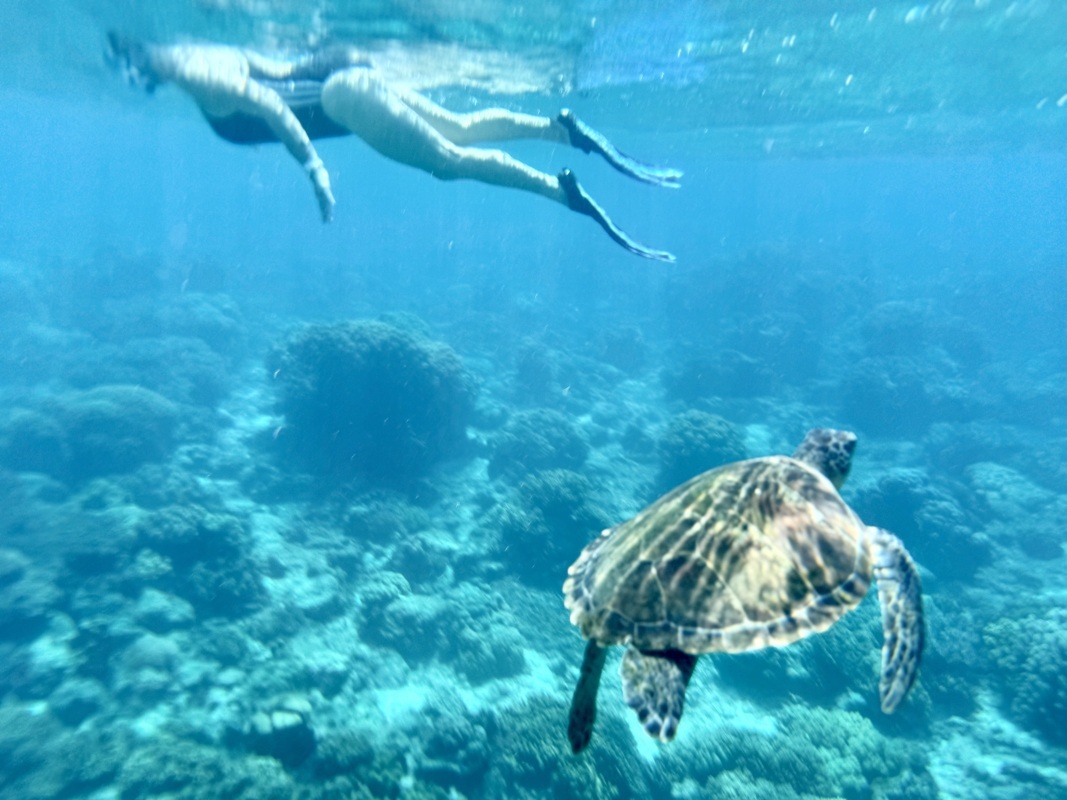 Rencontre avec les tortues à Apo island