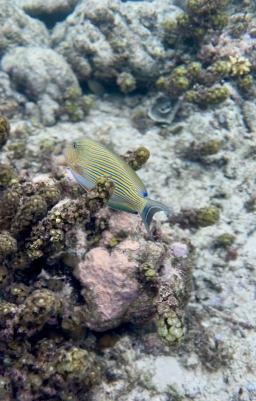 Tubod marine sanctuary