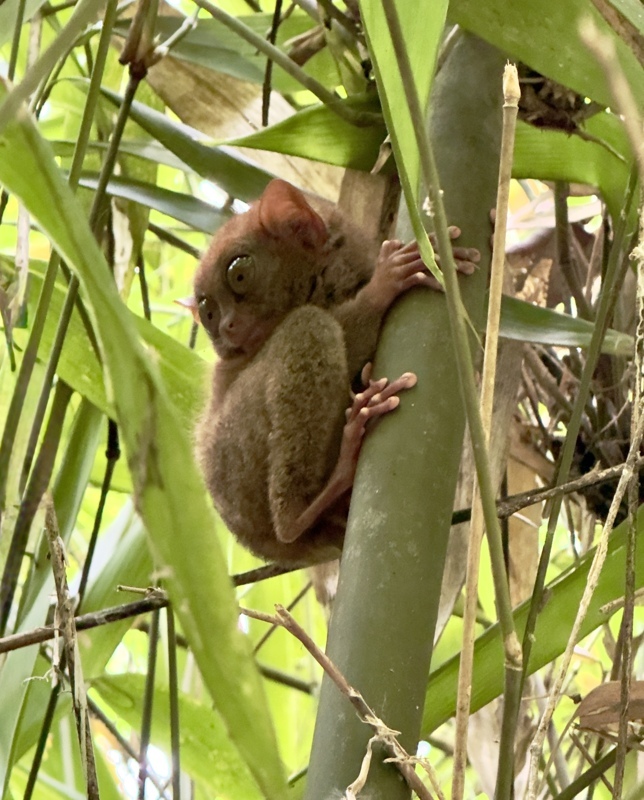 À la découverte de Bohol