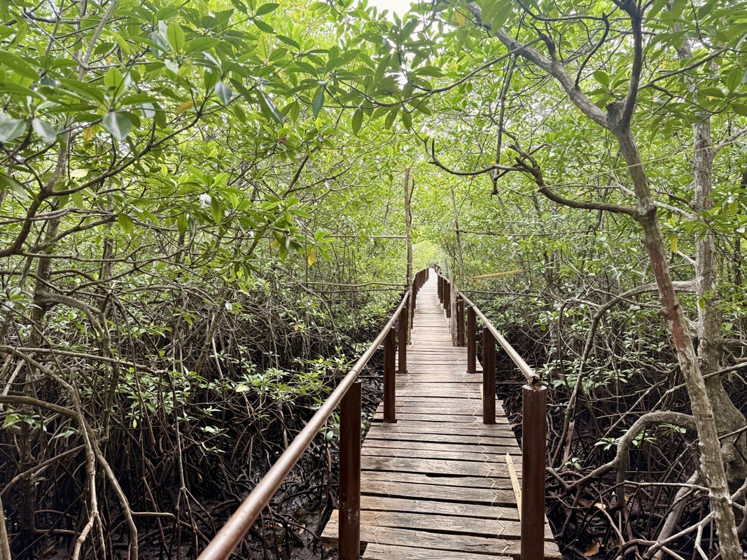 Passage au dessus de la mangrove pour accéder à l’île de Lamanok