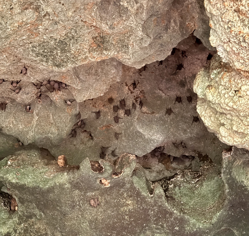 Comme dans toutes les grottes, des habitants suspendus au plafond