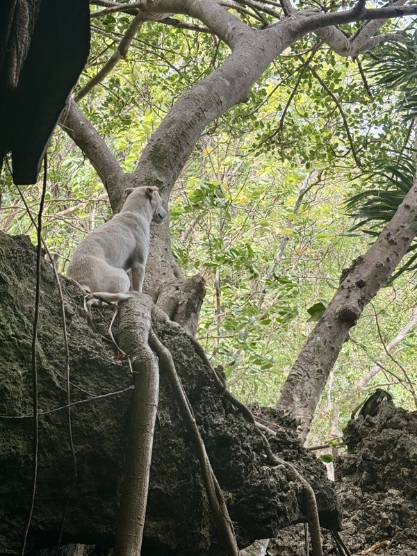 Notre guide et gardien. Il a suivi tout le tour.